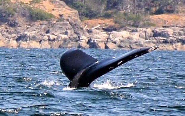 Canadian Zodiac Whale and Wildlife Tour
