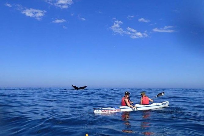 Canada VIP Sea Kayak & Private Car Whale & Bear Watching Wildlife Tour