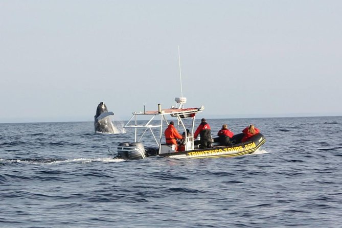 Canada Whale Watching Marine Wildlife Excursion by Kayak