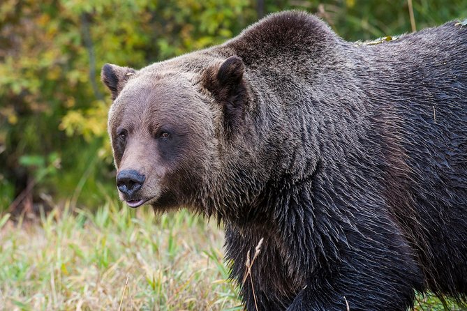 Discover Canada's Grizzly Bears from Banff