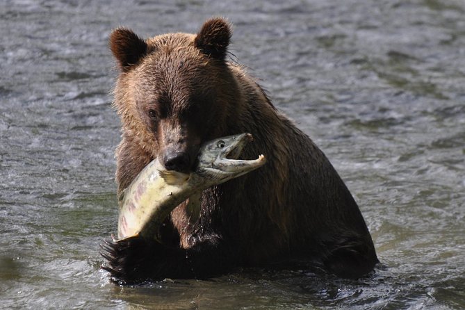  Canada Wildlife Tours 